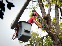 Rochester Tree Service Pros image 13